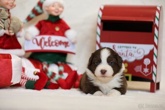 Miniaturní americký ovčák - 8