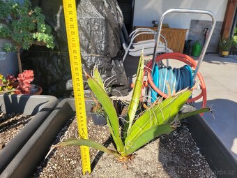 Yucca Carnerosana a Yucca Faxoniana včetně květináče - 8