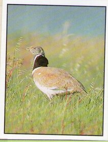 Encyklopedie ohrožených zvířat WWF Lutra Panini (1991) - 8