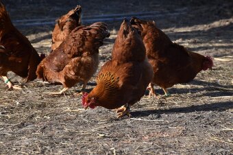 NV hempširky velké - 8