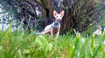 kocour Sphynx - 8