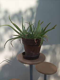 Květinový stojan + Aloe Vera + Anturie - 8