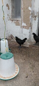 Ayam cemani - 8