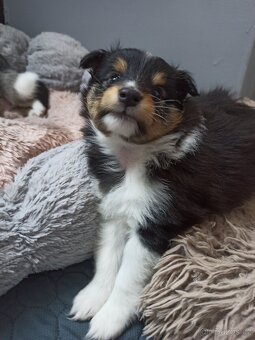 Owczarek szetlandzki piesek trikolor - 8