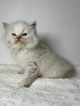 Sibiřská kočka s PP – kočička Imperia - 8