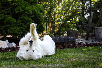 Štěňátka - bílý švýcarský ovčák - 8