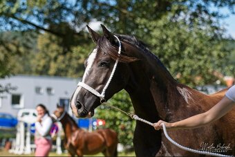 Welsh cob kobylka - 8