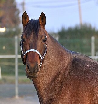 Připouštěni bay roan hřebcem Quarter horse - 8