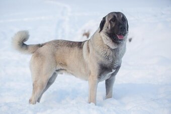 Kangal - štěňata s PP - 8