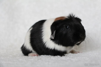 Morče, morčata, morčátko s PP - krátkosrstá - 8