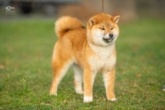 Shiba štěňata s PP ODBĚR IHNED - 8