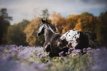 Připouštění hřebcem APPALOOSA - 8