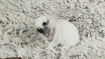 Zakrslý beránek, králíček, králík - MINDY - 8