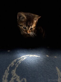 🐾 Hledá se nový domov pro kocourka Bobánka 🐾 - 8