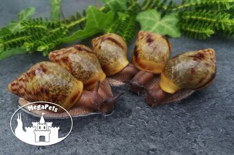 Africký šnek Achatina achatina achatina standard GiantSnails - 8