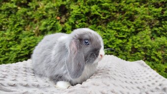 Zakrslý beránek, králíček, králík - HEIDY - 8