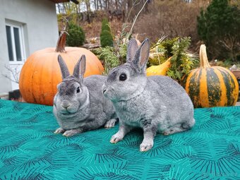 Zakrslý rex činčilový miminka - 8