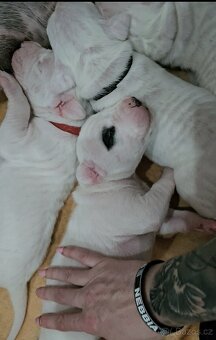 Argentínska doga s PP - 8