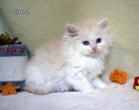Sibiřská kočka - kocourek s PP - 8