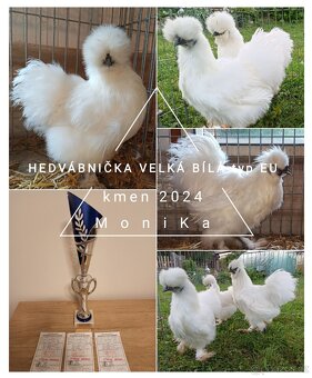 Kohouti hedvábnička bílá velká EU kroužkovaní - 8