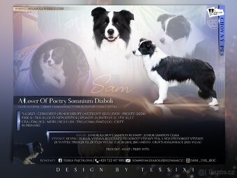 Border kolie s PP, krycí pes - 8