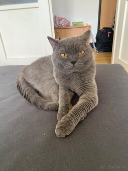 Britská koťátka - holčička - 8