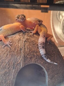 Gekončík noční - 8