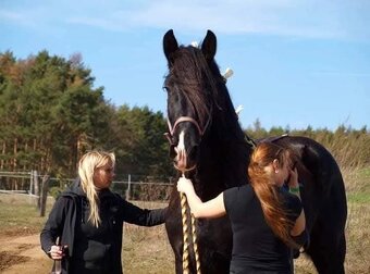 Shire horse hřebec - 8