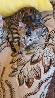 Bengalská kočka-koťátka s PP - 8
