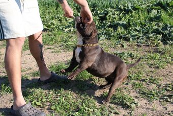 exotic bully micro fena - suka - 8