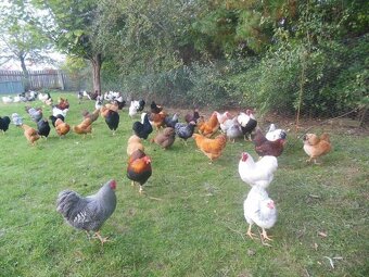 Slepičky Wyandotky zdrobnělé na vajíčka i na okrasu - 8