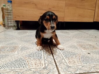 Jack Russell teriér - 8