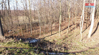 Prodej lesa, 2716 m², Neplachovice - 8