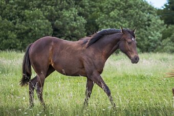 AQH smoky black klisna - 8