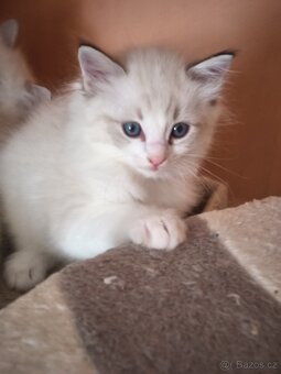 Ragdoll bez PP - 8