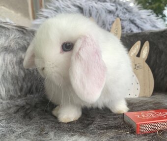 ❤️Minilop Kralicek Beránek - 8