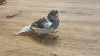 Nabízím samička narozeniny 6/2025. - 8