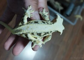 3.8.2 Correlophus ciliatus - Pagekon řasnatý - 8