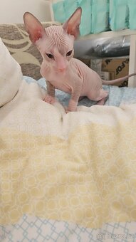 Rezervace koťata Don sphynx bez PP - 8