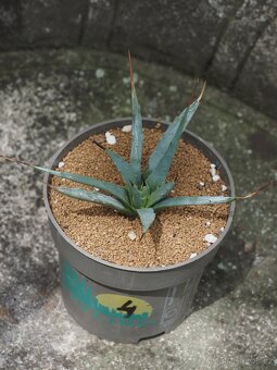 Agave - 8