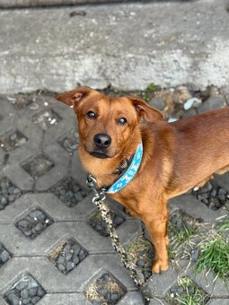 Simba - temperamentní pes, 2 roky, x jezevčík - 8