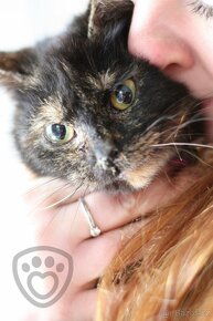 Nina ❤ želvovinová kráska ❤ - 8