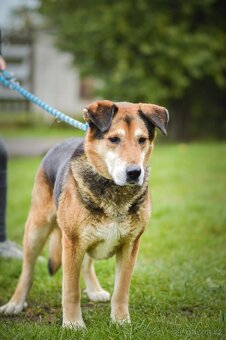 Rexík - ovčák co nechce odejít sám. 12 let. - 8