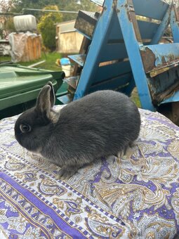 Zakrslý králík - 8