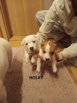 Jack Russell teriér štěňata - 8