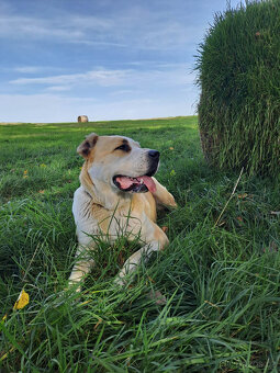 SAO/středoasijský pastevecký pes–štěňata k rezervaci bez PP - 8