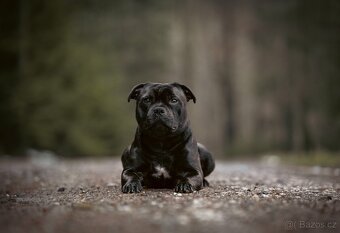 Stafordšírský bulteriér - Krycí pes - 8