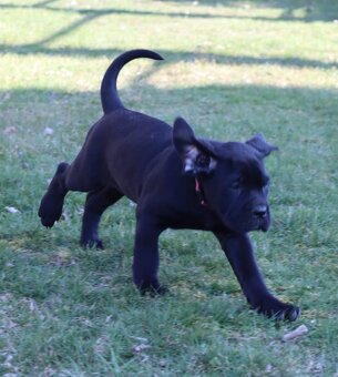 Prodám štěňátka Cane Corso s PP - 8