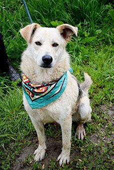 ŽIŽI K ADOPCI - 2 ROKY, ODDANÝ, BYSTRÝ, UČENLIVÝ - 8