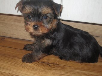 Jorkšírský  teriér - 8